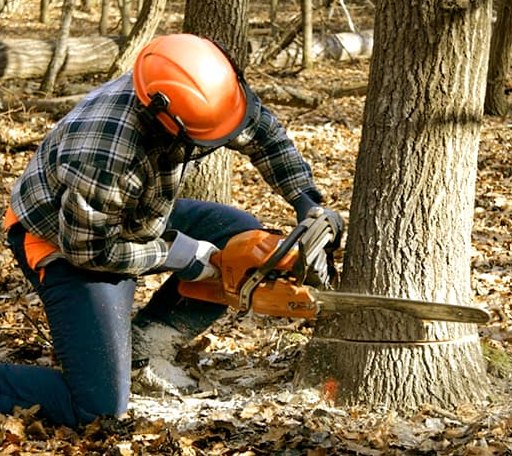 Tree Removal in Death Valley, CA